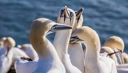 开云注册网址-“花式运球：联盟高手的炫酷过人秀”，花式运球过人教学视频