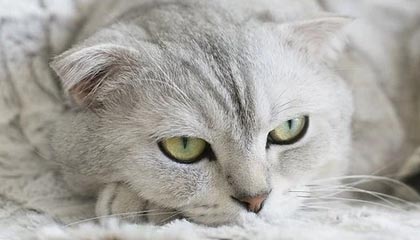 开云注册网址-“花式运球：联盟高手的炫酷过人秀”，花式运球过人教学视频