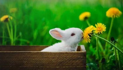 开云注册网址-“花式运球：联盟高手的炫酷过人秀”，花式运球过人教学视频